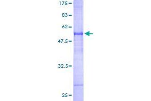 FAIM2 Protein (AA 1-316) (GST tag)