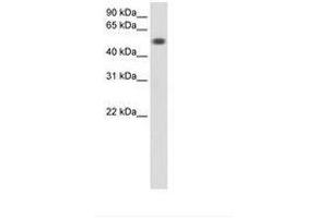 Image no. 1 for anti-Torsin Family 3, Member A (TOR3A) (AA 201-250) antibody (ABIN6736597) (TOR3A 抗体  (AA 201-250))