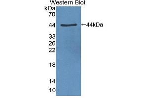 Western blot analysis of the recombinant protein. (CLOCK 抗体  (AA 34-379))