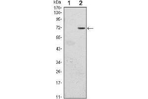 Western Blot showing GFI1 antibody used against HEK293 (1) and GFI1 (AA: 2-250)-hIgGFc transfected HEK293 (2) cell lysate. (GFI1 抗体)