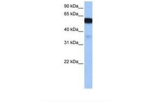 Image no. 1 for anti-Na+/H+ Exchanger Domain Containing 1 (NHEDC1) (N-Term) antibody (ABIN6739355) (NHEDC1 抗体  (N-Term))
