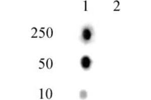 Histone H2A phospho Thr120 pAb tested by dot blot analysis. (Histone H2A 抗体  (pThr120))