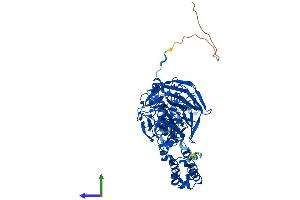 Protein Structure (PS) image for Kelch-Like 2, Mayven (KLHL2) (AA 1-593) protein (His tag) (ABIN7554367)