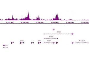Suz12 antibody (pAb) tested by ChIP-Seq. (SUZ12 抗体  (C-Term))