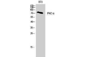 Western Blotting (WB) image for anti-Protein Kinase C, alpha (PKCa) (Thr287) antibody (ABIN3186466) (PKC alpha 抗体  (Thr287))
