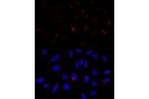 Immunofluorescence (IF) image for anti-Ethylmalonic Encephalopathy 1 (ETHE1) (AA 8-245) antibody (ABIN6140319)
