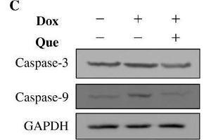 Effects of quercetin on doxorubicin-induced changes of cell viability, cell apoptosis and cell morphology in H9C2 cells. (Caspase 9 抗体)