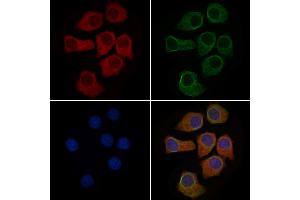 ABIN6263433 and ABIN6279551 staining HepG2 cells by IF/ICC. (MUC5AC 抗体  (C-Term))