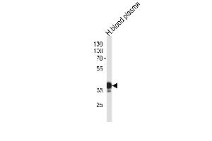 Western blot analysis in human blood plasma tissue lysates (35ug/lane). (SERPINA7 抗体  (N-Term))