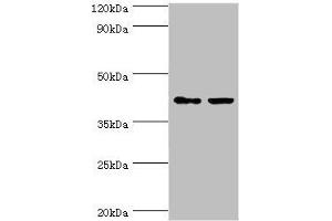 Western blot All lanes: GTF2H2C antibody at 8 μg/mL Lane 1: HepG2 whole cell lysate Lane 2: K562 whole cell lysate Secondary Goat polyclonal to rabbit IgG at 1/10000 dilution Predicted band size: 44 kDa Observed band size: 44 kDa (GTF2H2C 抗体  (AA 1-260))