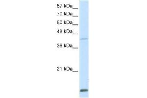 Transfected 293T; WB Suggested Anti-MKX Antibody Titration: 0. (MKX 抗体  (Middle Region))