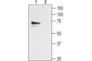Western blot analysis of mouse brain membranes:1. (Histamine Receptor H1 (HRH1) Peptide)