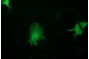 Anti-ASCC2 mouse monoclonal antibody (ABIN2454505) immunofluorescent staining of COS7 cells transiently transfected by pCMV6-ENTRY ASCC2 (RC203391). (ASCC2 抗体)
