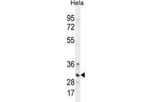 TRADD Antibody (Center) western blot analysis in Hela cell line lysates (35 µg/lane).