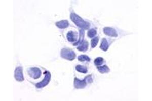 Anti-GPR161 antibody immunocytochemistry (ICC) staining of untransfected HEK293 human embryonic kidney cells. (GPR161 抗体  (N-Term))