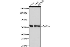 Western blot analysis of extracts of various cell lines, using Rad23A Rabbit mAb (ABIN7269824) at 1:1000 dilution. (RAD23A 抗体)