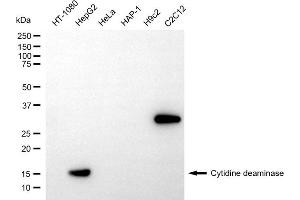Western blotting analysis using cytidine deaminase antibody (ABIN7798240). (Recombinant CDA 抗体)