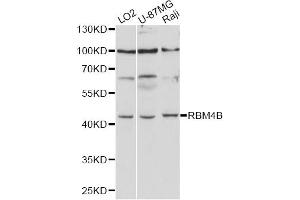 Western blot analysis of extracts of various cell lines, using RBM4B antibody (ABIN6290881) at 1:1000 dilution. (RBM4B 抗体)