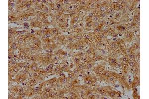 IHC image of ABIN7143238 diluted at 1:100 and staining in paraffin-embedded human liver tissue performed on a Leica BondTM system. (ACOT8 抗体  (AA 1-200))