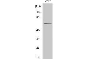 Western Blotting (WB) image for anti-Negative Regulator of Ubiquitin-Like Proteins 1 (NUB1) (C-Term) antibody (ABIN3180768) (NUB1 抗体  (C-Term))