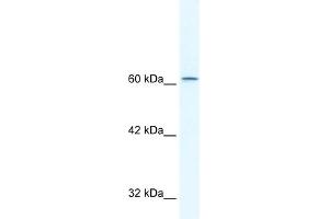 WB Suggested Anti-TLE3 Antibody Titration:  2. (TLE3 抗体  (N-Term))