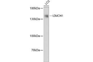 Western blot analysis of extracts of LO2 cells, using LIMCH1 antibody (ABIN7268254) at 1:1000 dilution. (LIMCH1 抗体  (AA 150-450))