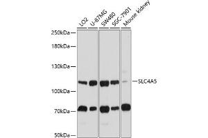 Western blot analysis of extracts of various cell lines, using SLC4 antibody (ABIN6132890, ABIN6148015, ABIN6148016 and ABIN6214688) at 1:1000 dilution. (NBC4 抗体  (AA 1042-1121))