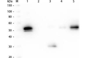 Western Blot of Anti-Rabbit IgG F(c) (GOAT) Antibody. (山羊 anti-兔 IgG (Fc Region) Antibody (DyLight 680) - Preadsorbed)