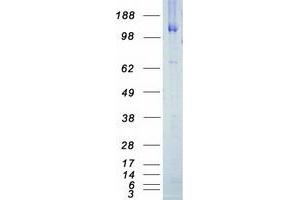 Western Blotting (WB) image for V-Erb-A erythroblastic Leukemia Viral Oncogene Homolog 4 (Avian) (ERBB4) (Active) protein (Myc-DYKDDDDK Tag) (ABIN2720381)