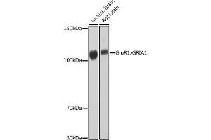 Western blot analysis of extracts of various cell lines, using GluR1/GRI Rabbit mAb (1643) at 1:1000 dilution. (Glutamate Receptor 1 抗体)