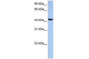 B3GNT7 antibody used at 1 ug/ml to detect target protein. (B3GNT7 抗体  (N-Term))