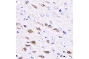 IHC analysis of Adgrg1 using anti-Adgrg1 antibody (ABIN7601979). (Adhesion G Protein-Coupled Receptor G1 (ADGRG1) (AA 53-554) 抗体)