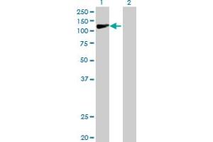 Western Blot analysis of COG1 expression in transfected 293T cell line by COG1 MaxPab polyclonal antibody. (COG1 抗体  (AA 1-980))
