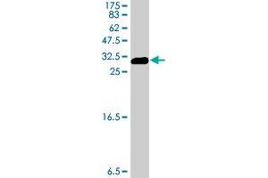 Western Blot detection against Immunogen (31. (ENO3 抗体  (AA 228-277))