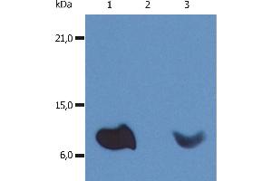 Western Blotting Western Blotting analysis (non-reducing conditions) of whole cell lysate of various cell lines using anti-human β2-microglobulin (B2M-01). (beta-2 Microglobulin 抗体  (PE))