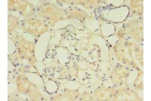 Immunohistochemistry of paraffin-embedded human kidney tissue using ABIN7154340 at dilution of 1:100 (PIGO 抗体  (AA 219-420))