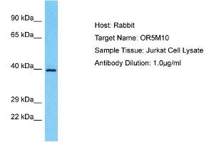 Host: Rabbit Target Name: OR5M10 Sample Type: Jurkat Whole Cell lysates Antibody Dilution: 1. (OR5M10 抗体  (Middle Region))