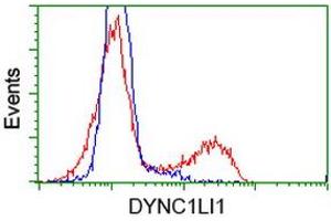 Image no. 2 for anti-Dynein, Cytoplasmic 1, Light Intermediate Chain 1 (DYNC1LI1) antibody (ABIN1497934)