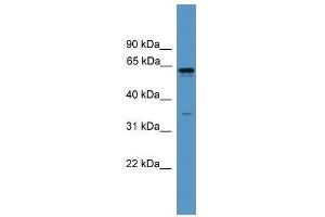 Western Blot showing OR2C1 antibody used at a concentration of 1. (OR2C1 抗体  (C-Term))