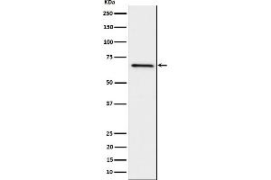 Western blot analysis of GRK6 expression in Ramos cell lysate.