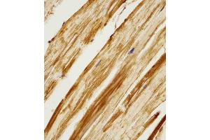 (ABIN6242156 and ABIN6578282) staining Zebrafish ak2 in zebra fish body tissue sections by Immunohistochemistry (IHC-P - paraformaldehyde-fixed, paraffin-embedded sections). (Adenylate Kinase 2 抗体  (AA 147-183))