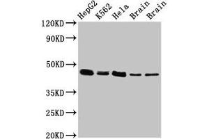 Western Blot Positive WB detected in: HepG2 whole cell lysate, K562 whole cell lysate, Hela whole cell lysate, Rat brain tissue, Mouse brain tissue All lanes: FLOT1 antibody at 3 μg/mL Secondary Goat polyclonal to rabbit IgG at 1/50000 dilution Predicted band size: 48, 43 kDa Observed band size: 48 kDa (Flotillin 1 抗体  (AA 169-251))