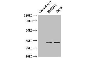 ZNF346 抗体  (AA 1-294)