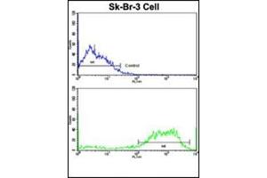 Flow Cytometry (FACS) image for anti-Abl-Interactor 1 (ABI1) (AA 87-117), (N-Term) antibody (ABIN453492)