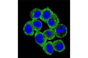 Confocal immunofluorescent analysis of PTEN antibody with HeLa cells followed by Alexa Fluor 488-conjugated goat anti-rabbit lgG (green). (PTEN 抗体  (AA 264-295))