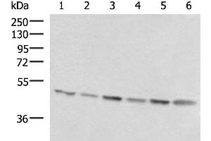 Western blot analysis of 293T K562 and HepG2 cell lysates using RHAG Polyclonal Antibody at dilution of 1:1600 (RHAG 抗体)