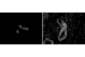 Chd5 antibody (mAb) (Clone 5A10) tested by immunofluorescence. (CHD5 抗体  (C-Term))