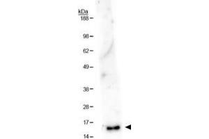 Western Blotting (WB) image for anti-Histone 3 (H3) (H3K36me) antibody (ABIN5706763)