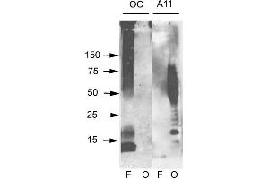 Western blot analysis of Human Abeta42 fibrils and prefibrillar oligomers showing detection of Amyloid Fibrils (OC) protein using Rabbit Anti-Amyloid Fibrils (OC) Polyclonal Antibody . (Amyloid 抗体)