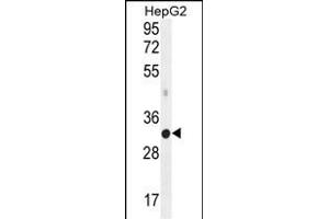 MED6 Antibody (C-term) (ABIN656028 and ABIN2845402) western blot analysis in HepG2 cell line lysates (35 μg/lane).